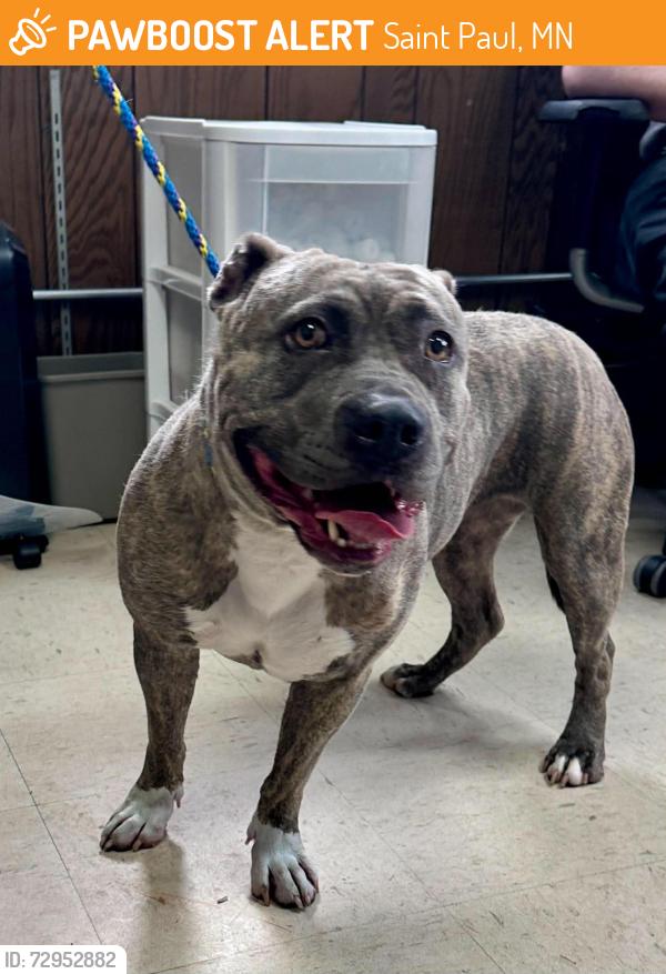 Found/Stray Female Dog last seen Prior and Marshall, Saint Paul, MN 55104