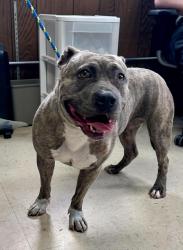Found/Stray Female Dog last seen Prior and Marshall, Saint Paul, MN 55104