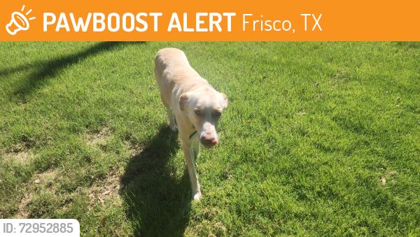 Found/Stray Male Dog last seen Inglenook and Paisano, Frisco, TX 75035