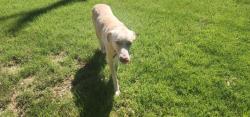 Found/Stray Male Dog last seen Inglenook and Paisano, Frisco, TX 75035