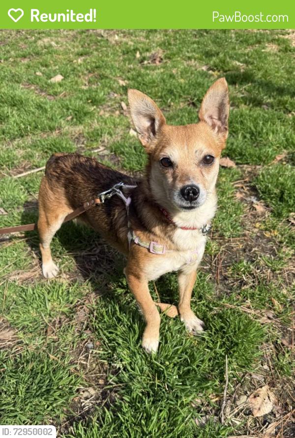 Reunited Female Dog last seen across the street from King‘s Grant elementary school, Virginia Beach, VA 23452