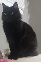 Lost Male Cat last seen Barney ln, Franklinton, LA 70438