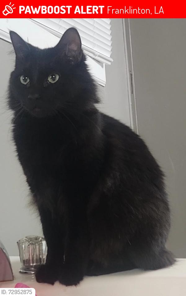 Lost Male Cat last seen Barney ln, Franklinton, LA 70438