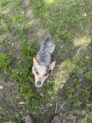 Lost Female Dog last seen Park view drive, Park City, UT 84098