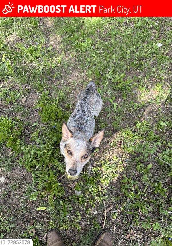 Lost Female Dog last seen Park view drive, Park City, UT 84098