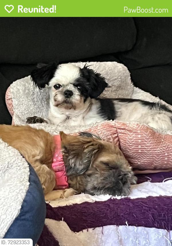 Reunited Male Dog last seen 31st Ave SE/Cherokee Park Blvd, Puyallup, WA 98374