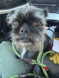 Shelter Stray Female Dog last seen Near 17th Street, VIRGINIA BEACH, VA, Virginia Beach, VA 23451