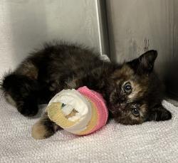 Shelter Stray Female Cat last seen Near Beacon Lake Road, RALEIGH, NC, 27610, Raleigh, NC 27610