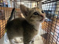 Shelter Stray Female Cat last seen Near Springdale Road, AUSTIN, TX, 78721, Austin, TX 78702