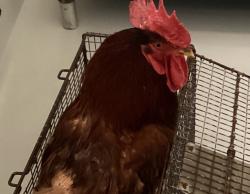 Shelter Stray Male Bird last seen NC, Raleigh, NC 27610