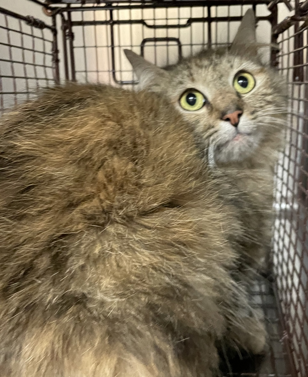 Shelter Stray Unknown Cat last seen Near Virginia Creeper Lane, WILLOW SPRING, NC, 27592, Raleigh, NC 27610