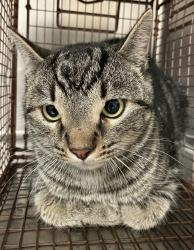 Shelter Stray Unknown Cat last seen Near Hillshire Court, FUQUAY VARINA, NC, 27526, Raleigh, NC 27610