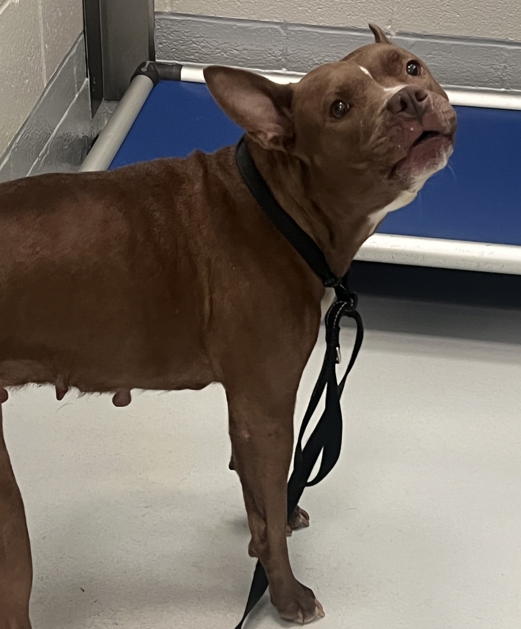 Shelter Stray Female Dog last seen Near Fox Road, RALEIGH, NC, 27616, Raleigh, NC 27610