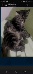 Lost Female Cat last seen 23d ave 111 st, Edmonton, AB T6J 5J3