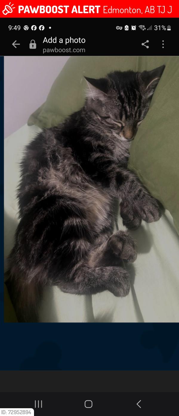 Lost Female Cat last seen 23d ave 111 st, Edmonton, AB T6J 5J3