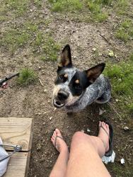 Lost Male Dog last seen Dalton bridge , Dalton, AR 72455
