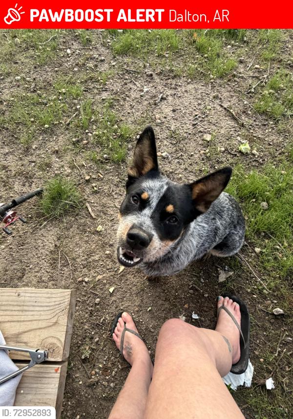 Lost Male Dog last seen Dalton bridge , Dalton, AR 72455