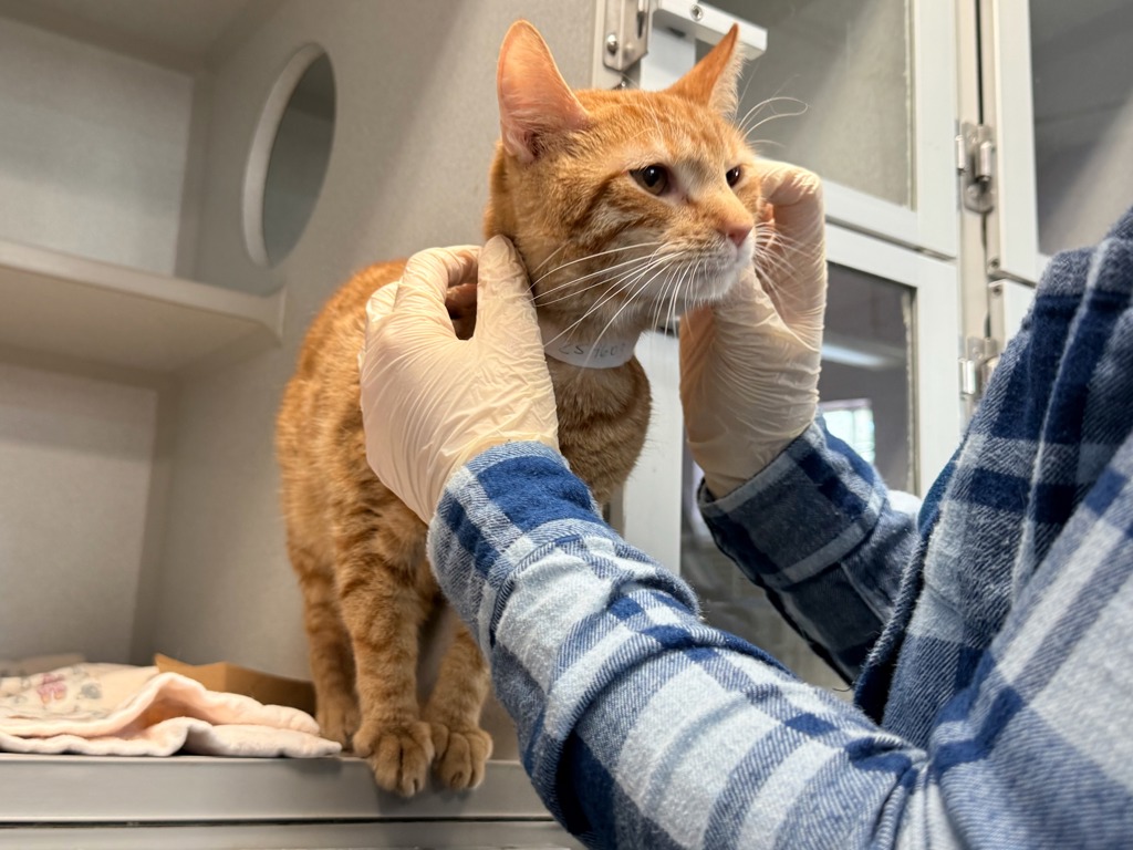 Shelter Stray Male Cat last seen Near E 222 Street, BRONX, NY, 10467, New York, NY 10029