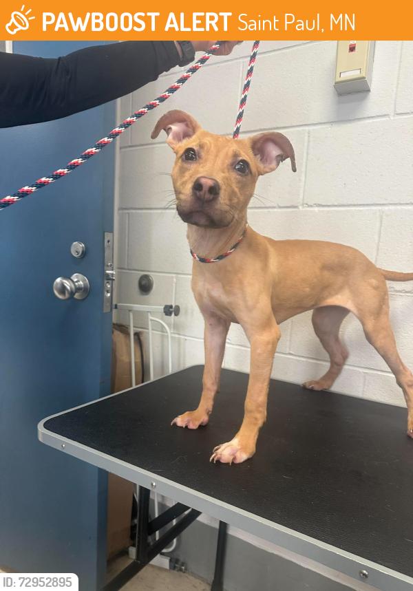 Found/Stray Female Dog last seen Western and Idaho, Saint Paul, MN 55117