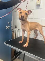 Found/Stray Female Dog last seen Western and Idaho, Saint Paul, MN 55117