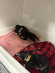 Shelter Stray Female Cat last seen Near E 148th Street, BRONX, NY, 10455, New York, NY 10029