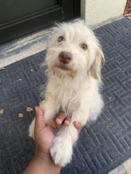 Found/Stray Male Dog last seen Bowman street , Greenacres, FL 33463
