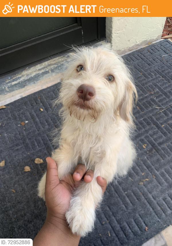 Found/Stray Male Dog last seen Bowman street , Greenacres, FL 33463