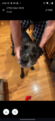 Reunited Male Dog last seen Turner Road & Hollonville Rd., Rome, GA 30165