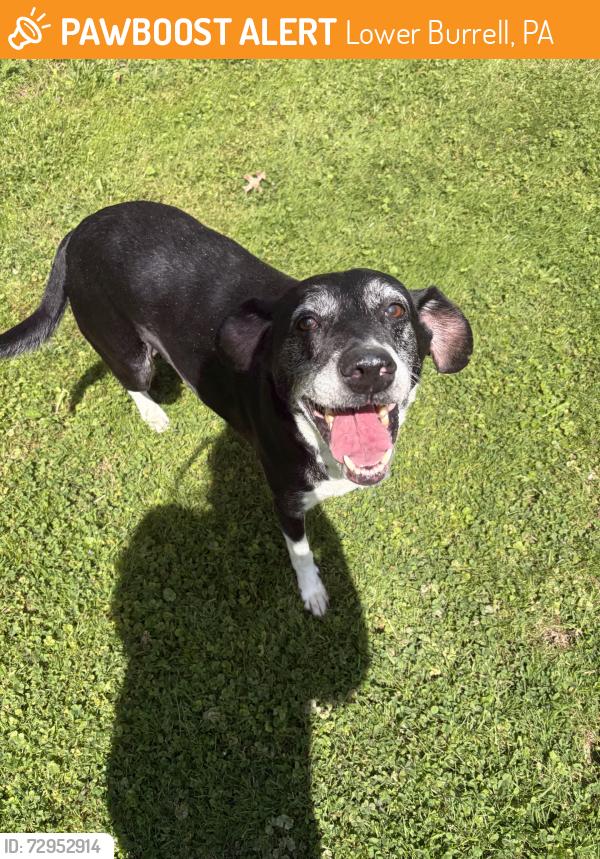 Found/Stray Male Dog last seen In my yard, next to Derek Kotecki Park, Lower Burrell, PA 15068