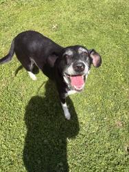 Found/Stray Male Dog last seen In my yard, next to Derek Kotecki Park, Lower Burrell, PA 15068