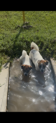 Found/Stray Male Dog last seen Mims church , Conroe, TX 77301
