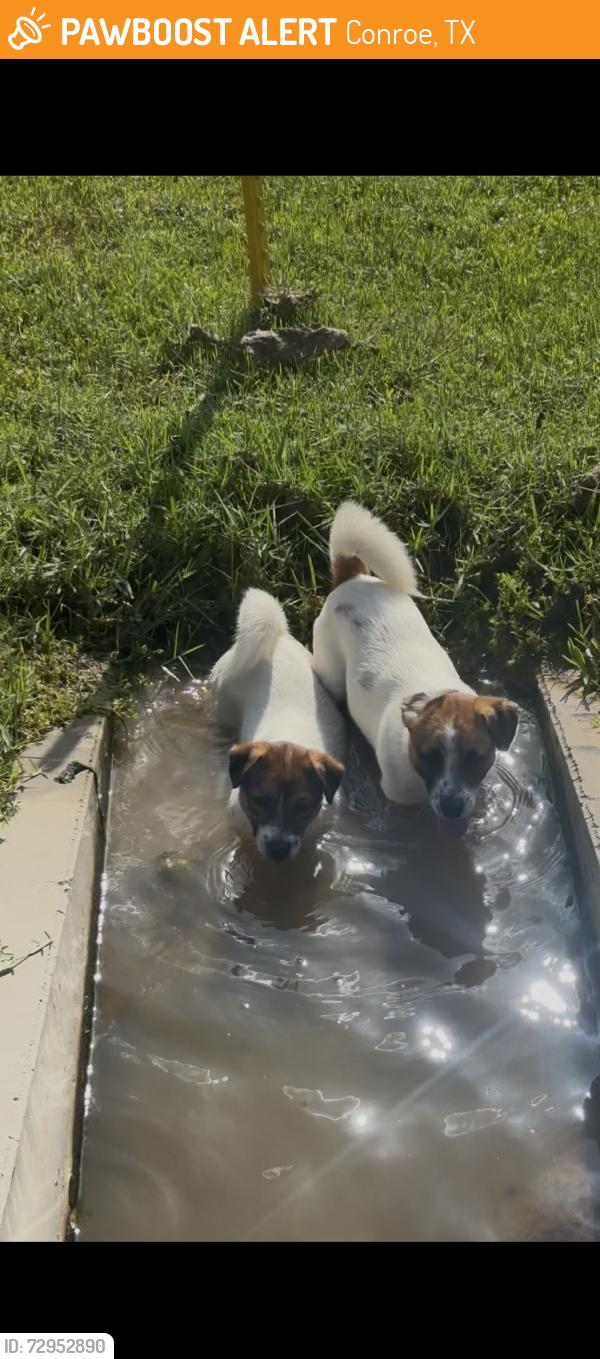 Found/Stray Male Dog last seen Mims church , Conroe, TX 77301