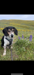 Reunited Male Dog last seen SE Morrison & SE 18th by the bus stop, Portland, OR 97214