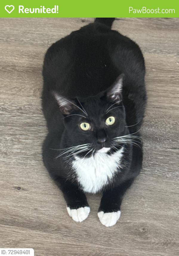 Reunited Male Cat last seen Near Crosswoods Cir, Citrus Heights, CA 95621, USA, Citrus Heights, CA 95621