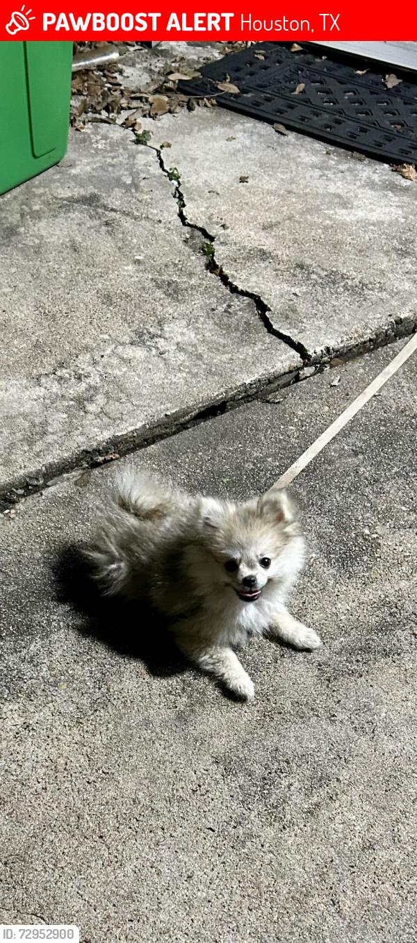 Lost Female Dog last seen Bayou Forest Drive & Ridge Oak Drive, Houston, TX 77088