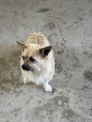Found/Stray Female Dog last seen Shea Drive/Robinhood Road , Macon, GA 31206