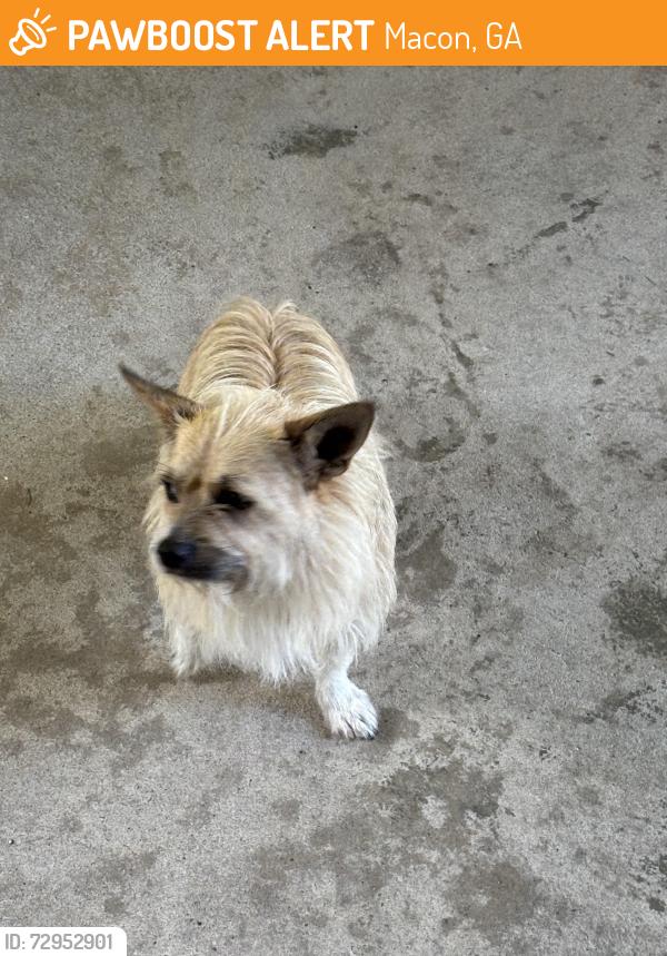 Found/Stray Female Dog last seen Shea Drive/Robinhood Road , Macon, GA 31206