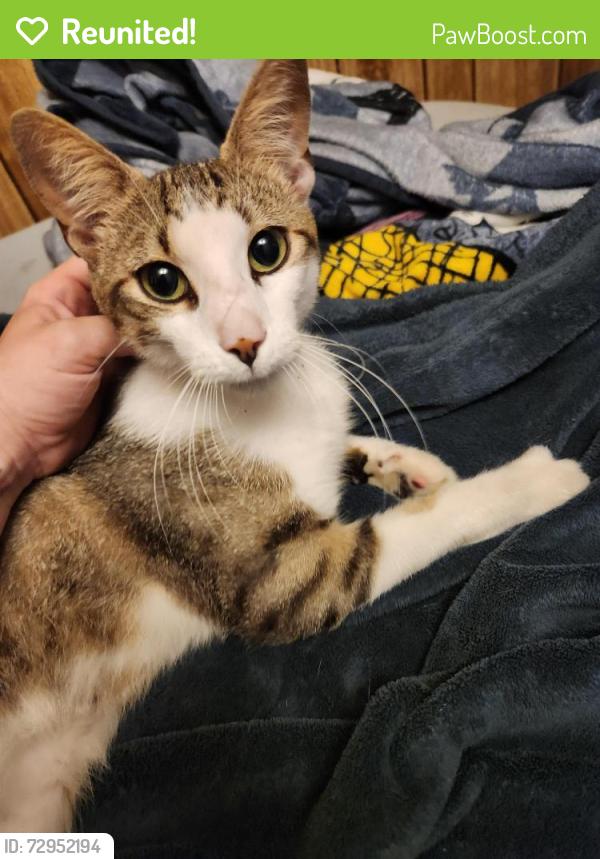 Reunited Male Cat last seen 103rd, Jacksonville, FL 32210