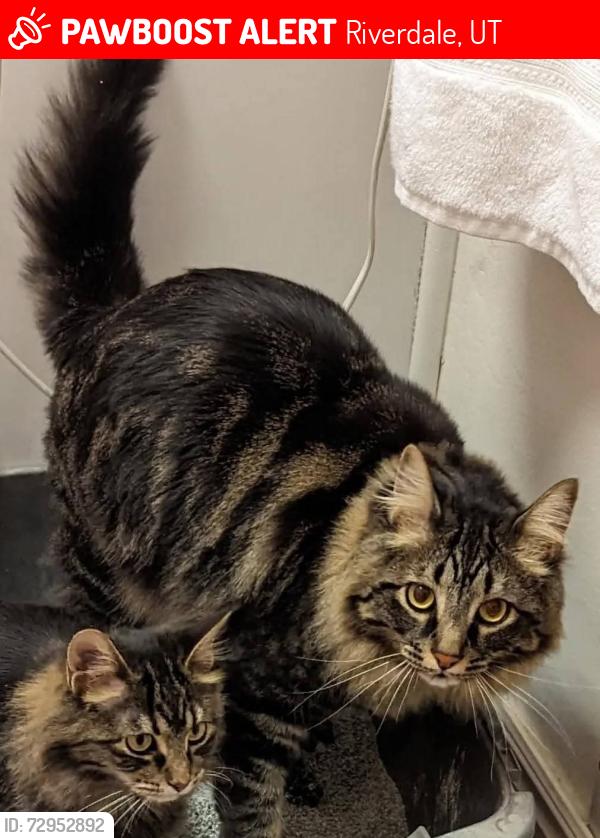 Lost Male Cat last seen Schneiter's Riverside Golf, Riverdale, UT 84405