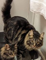 Lost Male Cat last seen Schneiter's Riverside Golf, Riverdale, UT 84405