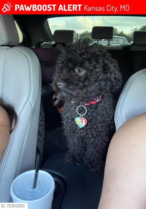 Lost Female Dog last seen rusking high school, Kansas City, MO 64131