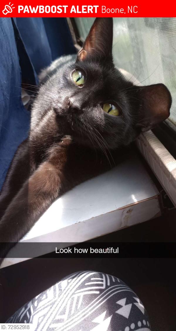 Lost Female Cat last seen Crop co op, Boone, NC 28607