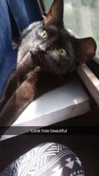 Lost Female Cat last seen Crop co op, Boone, NC 28607