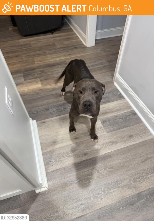 Found/Stray Male Dog last seen Farr Road/St. Mary’s Road Columbus, GA, Columbus, GA 31907