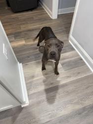 Found/Stray Male Dog last seen Farr Road/St. Mary’s Road Columbus, GA, Columbus, GA 31907