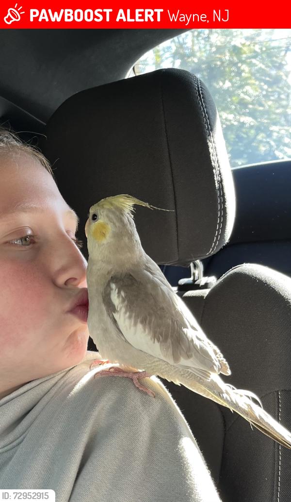 Lost Female Bird last seen Jackson Avenue and Ridgeview Terrace, Wayne, NJ 07470