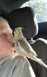 Lost Female Bird last seen Jackson Avenue and Ridgeview Terrace, Wayne, NJ 07470