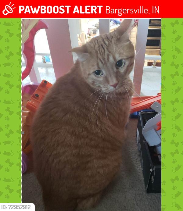 Lost Male Cat last seen Near Saddle Club S Pkwy, Bargersville, IN 46106