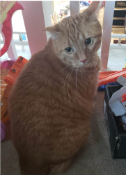 Lost Male Cat last seen Near Saddle Club S Pkwy, Bargersville, IN 46106