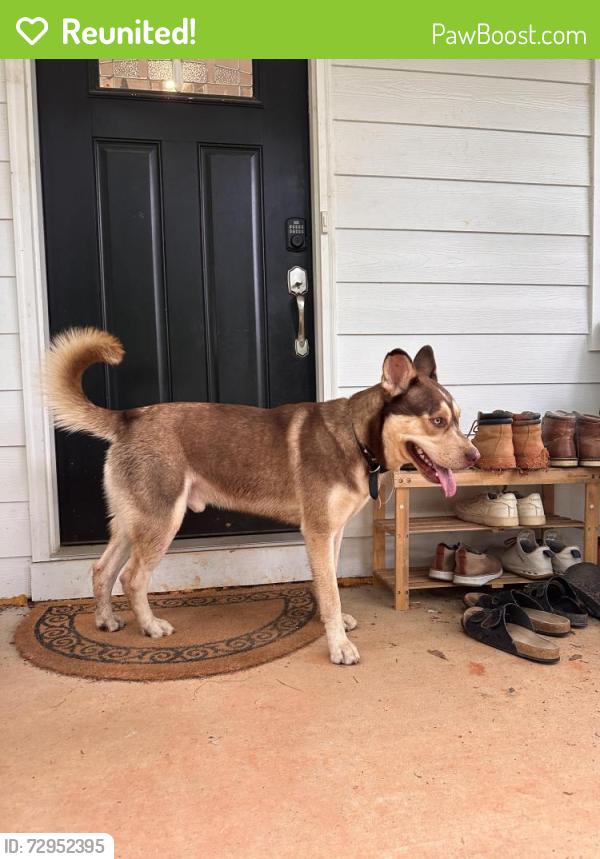 Reunited Male Dog last seen Cason and Clearwater, Belmont, NC 28012